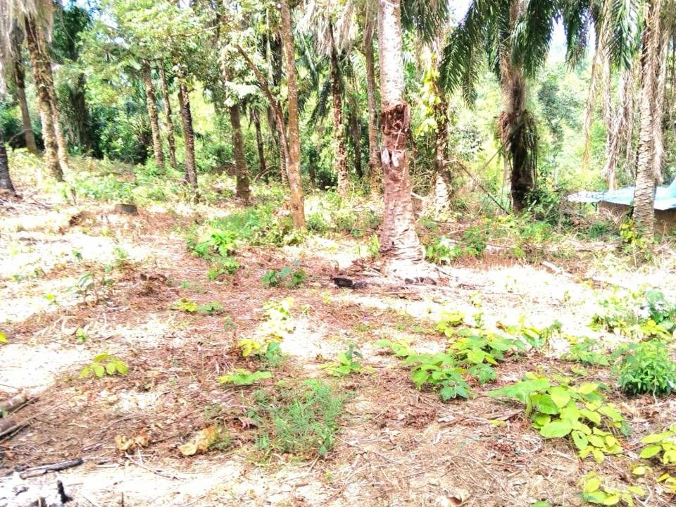 Tanah Pertanian Bukit Tamu Batang Kali 2.07 Ekar