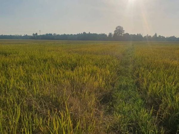 Tanah Sawah Padi Kg Lembah Raja