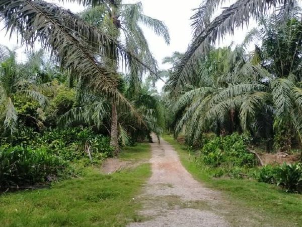 Tanah Sawit Sg Besar Sabak Bernam Kuala Selangor