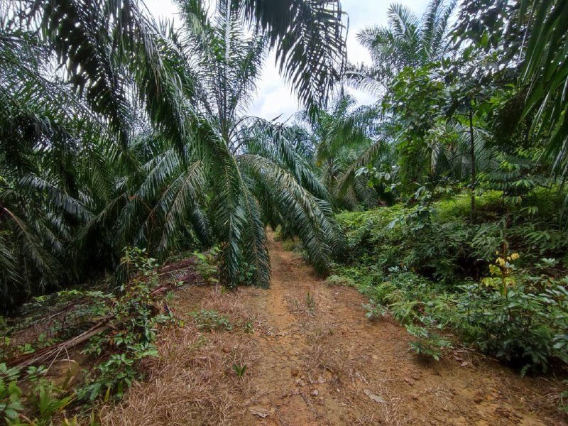 Tanah Kebun Sawit 3.2 Ekar Kapar, Klang, Selangor