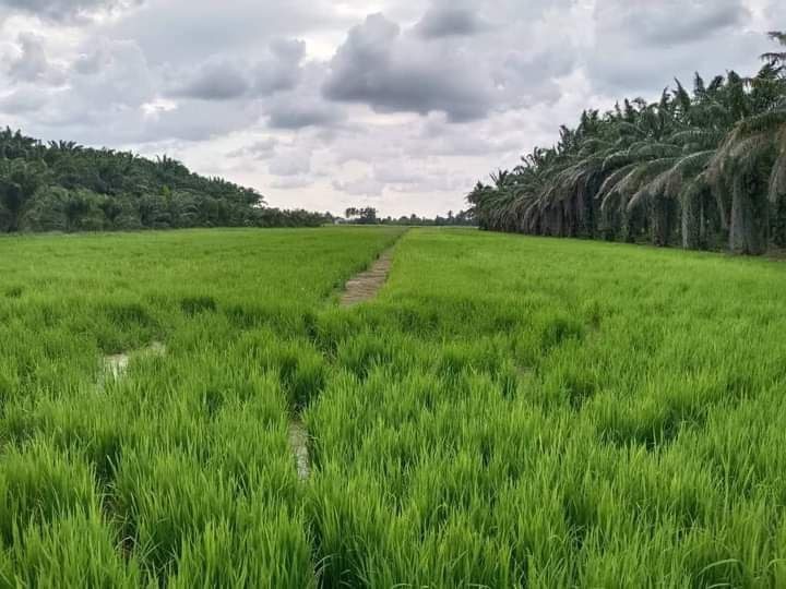 Tanah Pertanian Parit Haji Aman, Bagan Serai