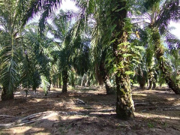 Tanah Kebun Sawit Masjid Tinggi