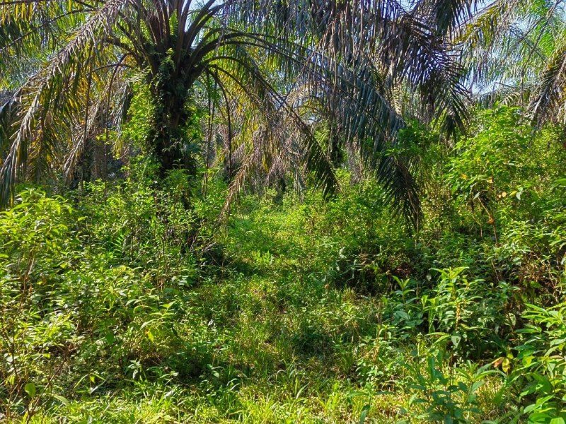 Tanah Kebun Sawit Sungai Dendang