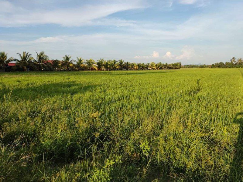 Tanah Sawah 0.59 Ekar Penaga, Seberang Perai Utara, Pulau Pinang