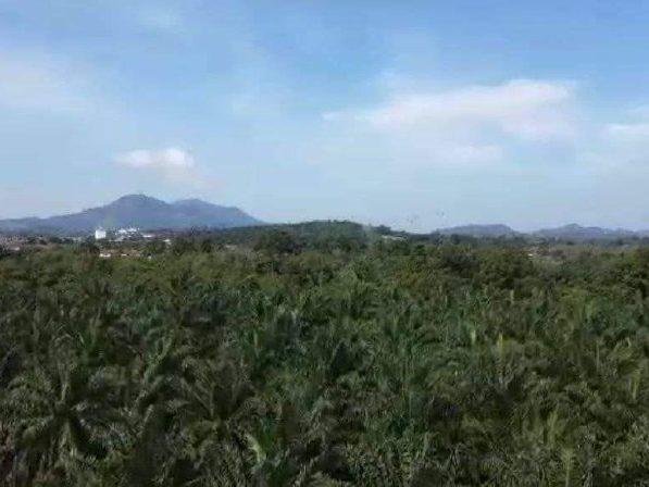Tanah Kebun Sawit 2.65 Ekar Kampung Paya Tok Betok, Kulim, Kedah