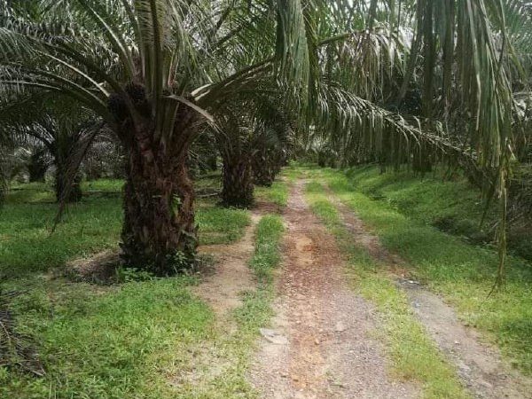 Tanah Kelapa Sawit untuk Dijual