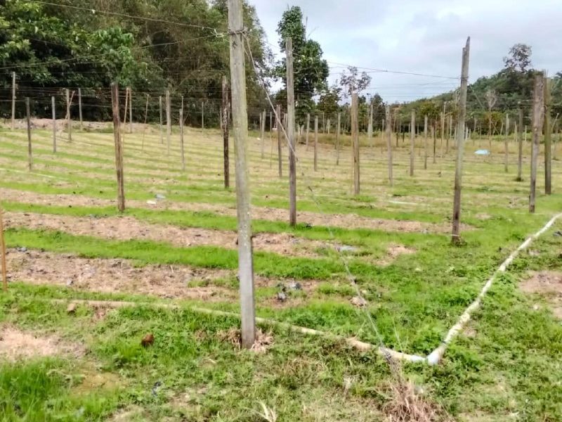 Tanah Pertanian 3 Ekar Freehold Lendu Kelemak AlorGajah Melaka