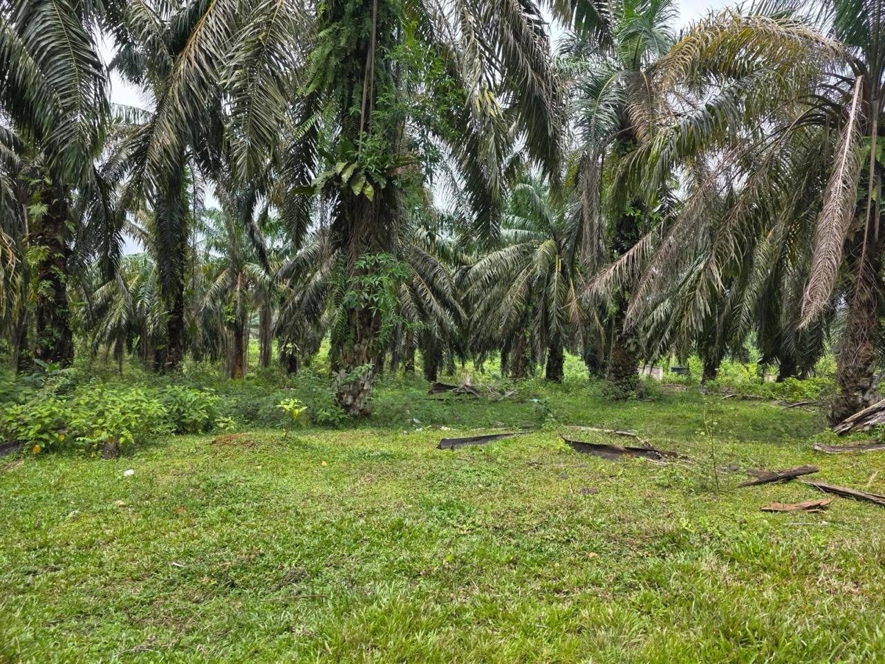Tanah Lot Banglo Bukit Goh Kuantan 6950 sqft Freehold Dekat Bandar & Kemudahan