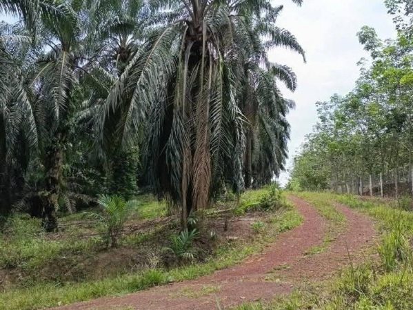 Tanah Kebun Sawit 8 Ekar Di Mukim Jabi, Segamat, Johor Untuk Dijual