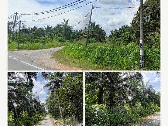 Tanah Kebun Sawit 3.28 Ekar Di Parit 15, Sungai Panjang, Sabak Bernam Untuk Dijual