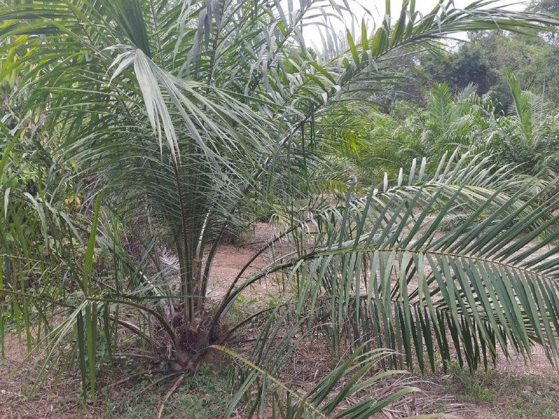 Kebun Sawit 0.5 Ekar Kuala Nerang, Kedah
