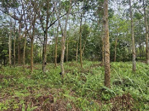 Tanah Pertanian 2 Ekar Freehold Di Kampung Sega, Rantau, Seremban Untuk Dijual