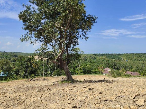 Tanah Pertanian 2.912 Ekar Freehold Di Ramuan China Kechil, Alor Gajah, Melaka Untuk Dijual