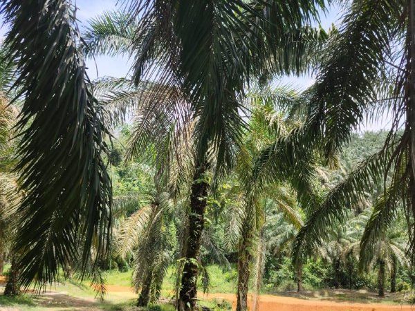 Tanah Pertanian 5.95 Ekar Di Johol, Kuala Pilah, Negeri Sembilan Untuk Dijual