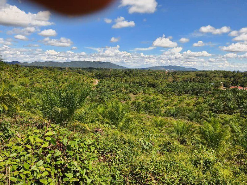 Kebun Sawit 3.7 Ekar Di Bukit Perah, Kuala Jempol, Negeri Sembilan Untuk Dijual