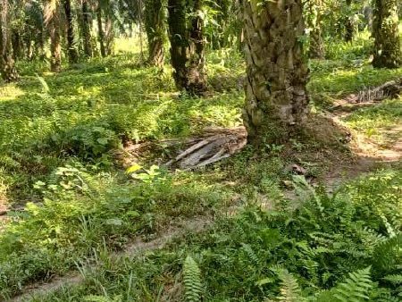 Kebun Sawit 0.712 Ekar Di Mendum, Lenggeng, Negeri Sembilan Untuk Dijual