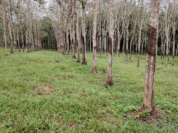 Tanah Pertanian 0.916 Ekar Untuk Dijual, Kg Lakai, Triang Ilir, Jelebu