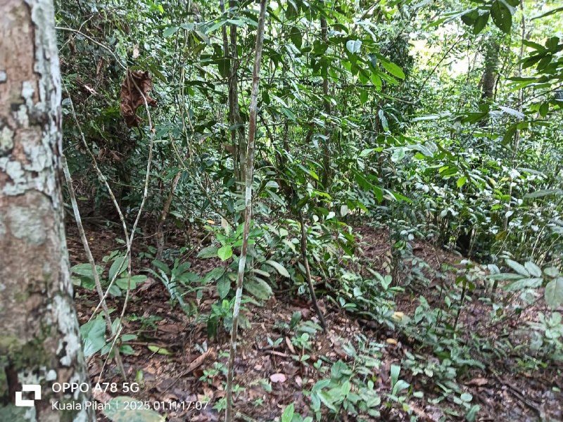 Tanah 6.197 Ekar Untuk Dijual, Kg Rembang Panas, Juasseh, Kuala Pilah