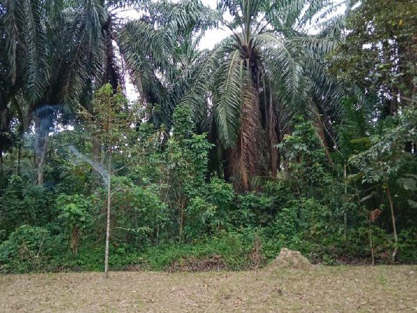 Kebun Sawit 1.912 Ekar Untuk Dijual, Kg. Kapal, Lenggeng, Seremban