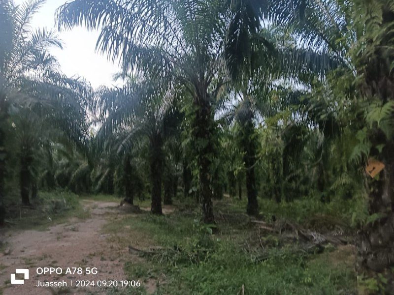 Kebun Sawit 9.07 Ekar Untuk Dijual, Rembang Panas, Kuala Pilah