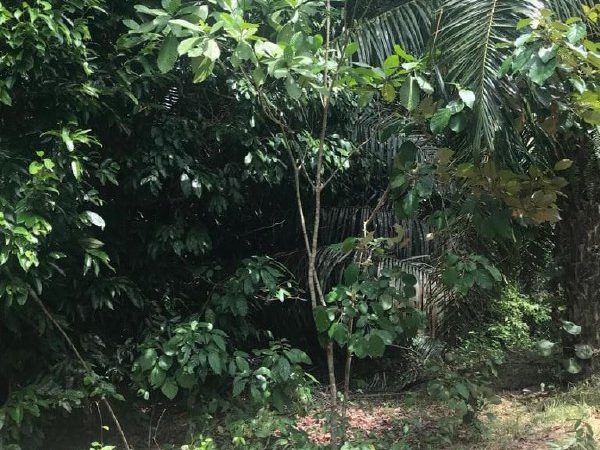 Tanah Pertanian 1.91 Ekar Untuk Dijual, Kg Baru Lanjut Manis, Terachi, Kuala Pilah