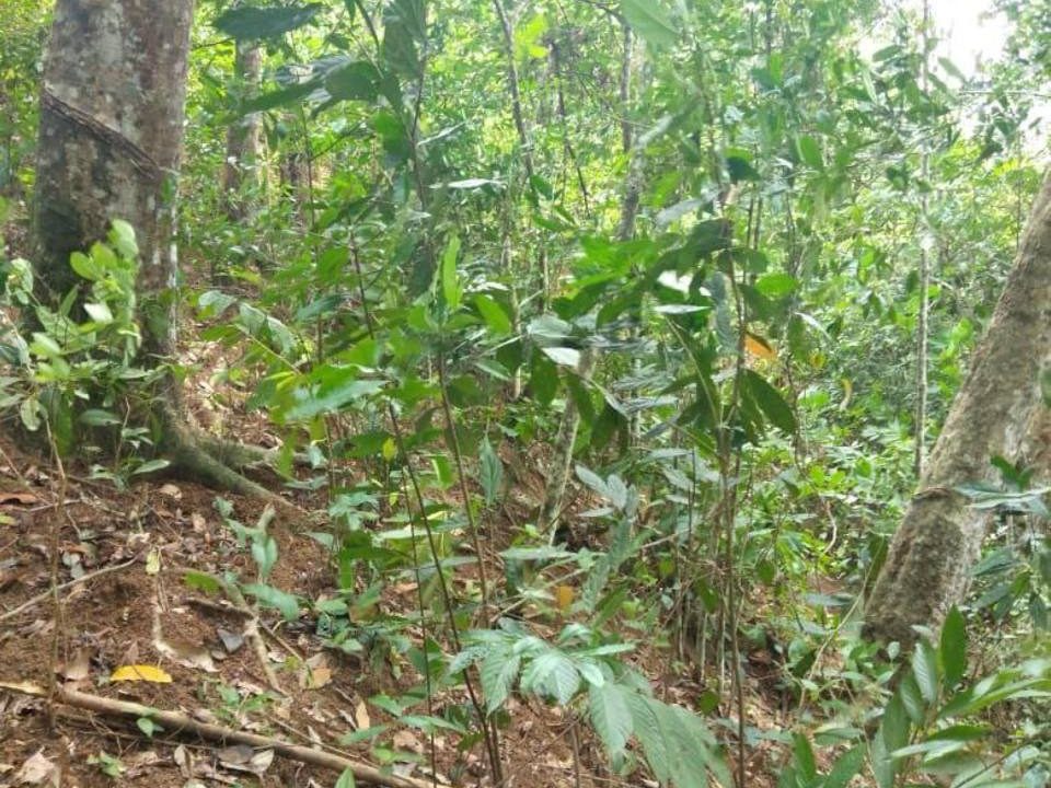Tanah Pertanian Kampung Nuri Johol Kuala Pilah Negeri Sembilan 1.33 Ekar Freehold