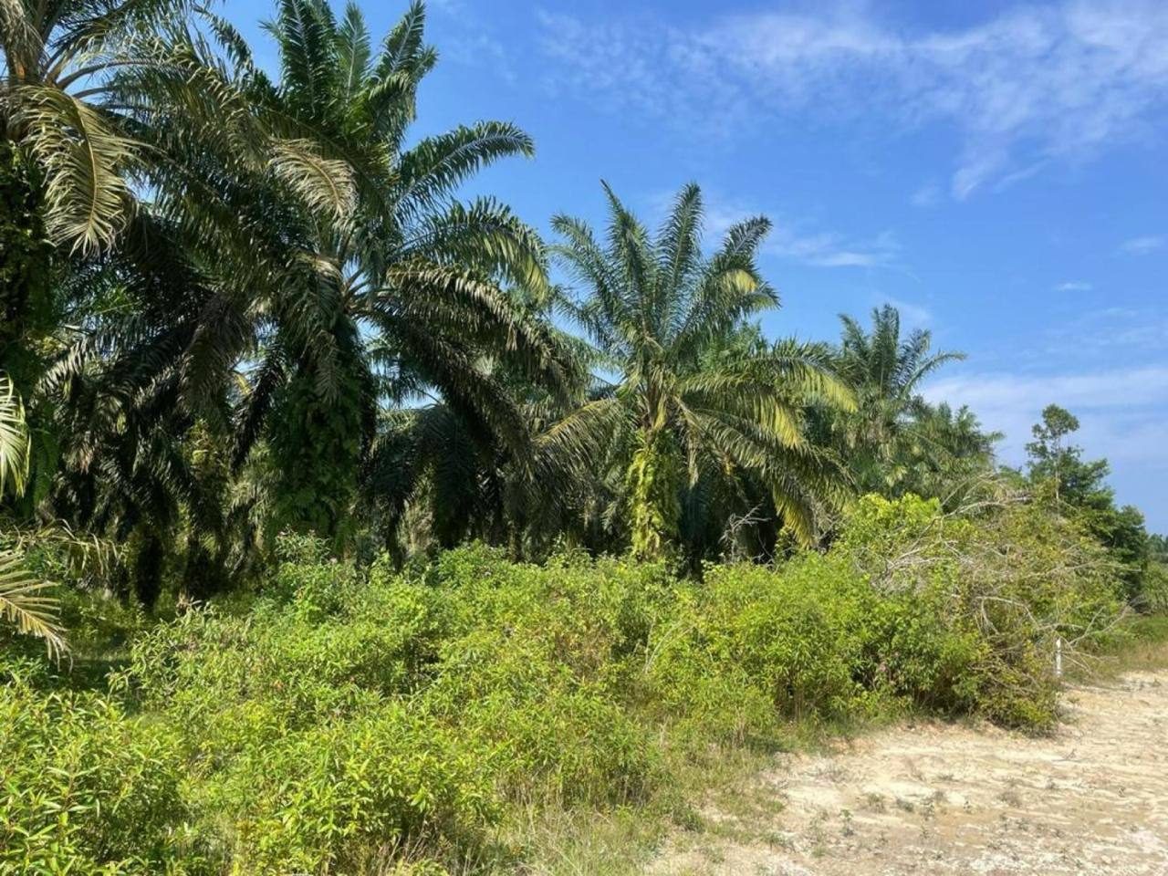 Tanah Kebun Sawit 6.27 Ekar Kijal Terengganu Freehold
