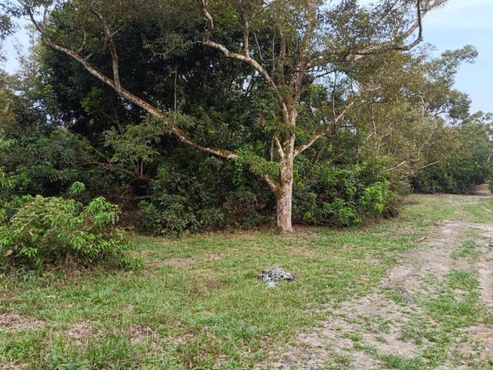 Tanah 9 Ekar Freehold Pekan Nenas Pontian