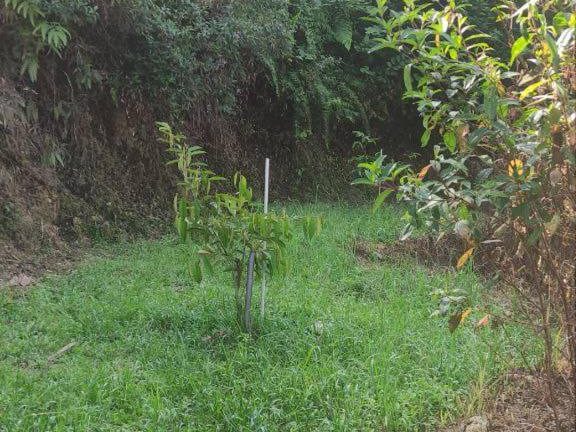 🌳 TANAH DUSUN 1.72 EKAR | SUNGAI HULU TAMU, BATANG KALI FREEHOLD🌳