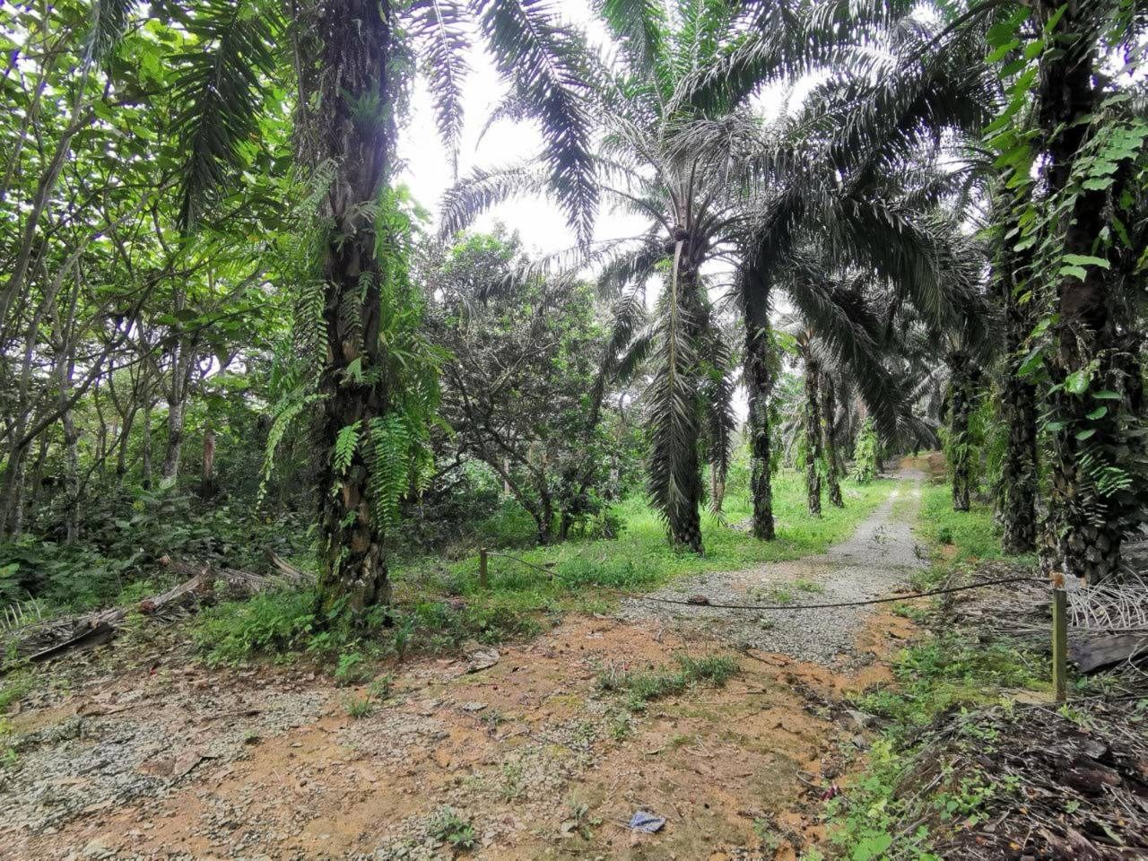 Tanah Pertanian 8.63 Ekar Kota Tinggi Johor