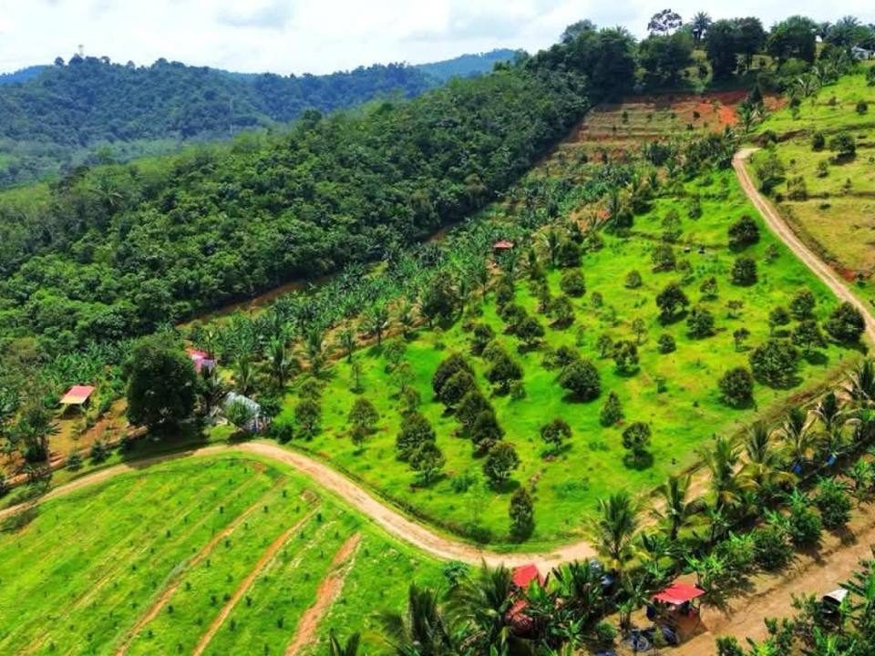 Durian Orchard 12 Ekar Kuala Pilah