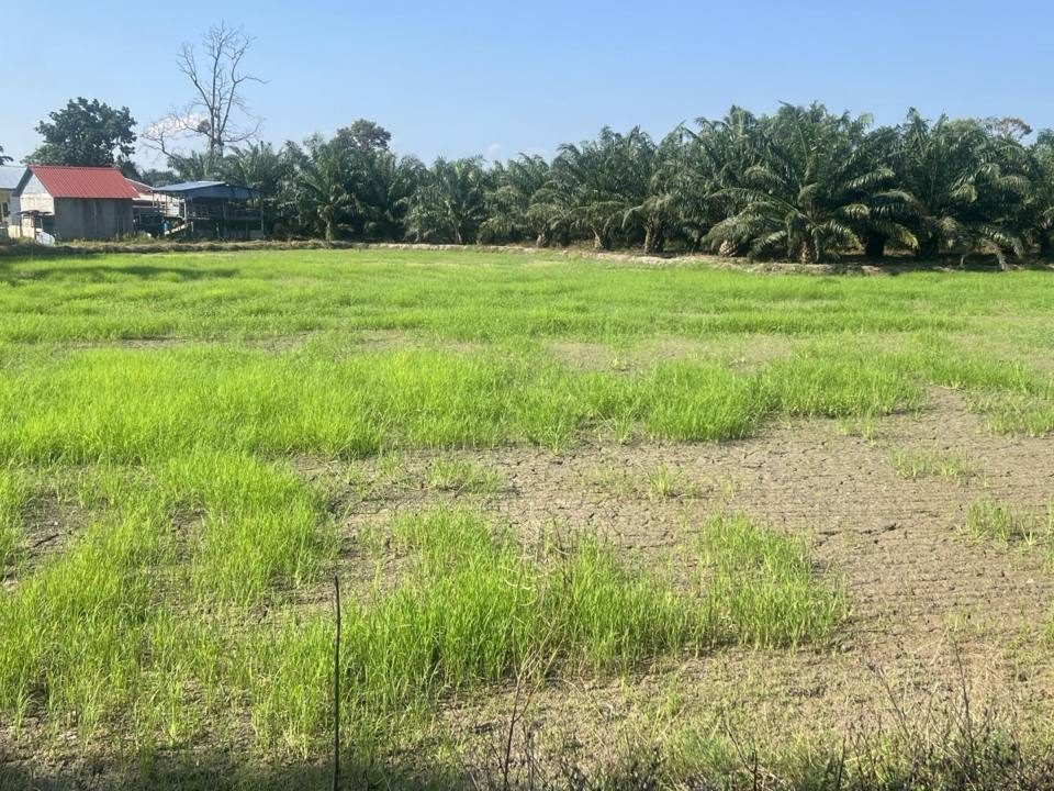 Tanah Pertanian Tasek Gelugor Pulau Pinang 28740 Kaki Persegi Geran Individu