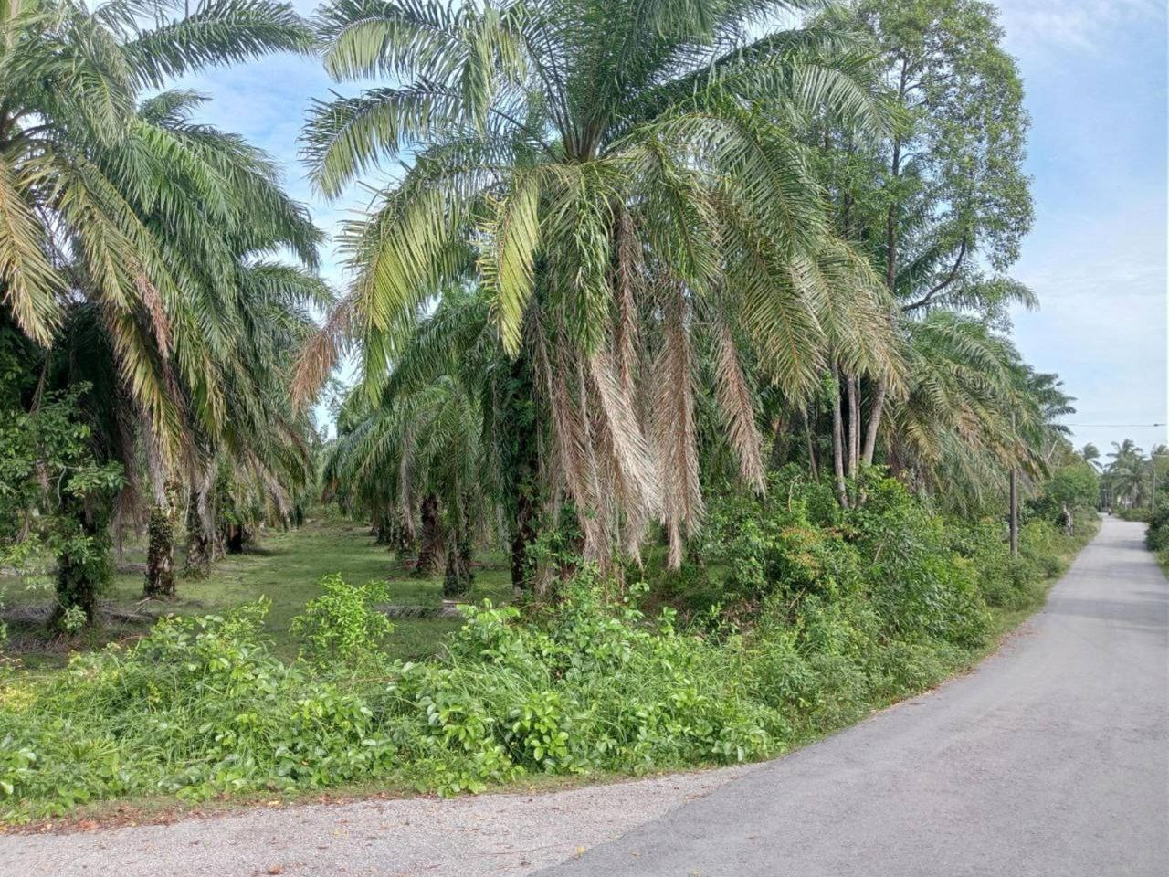Tanah Pertanian 2 Ekar Berdekatan Pantai Sepat Kuantan Pahang