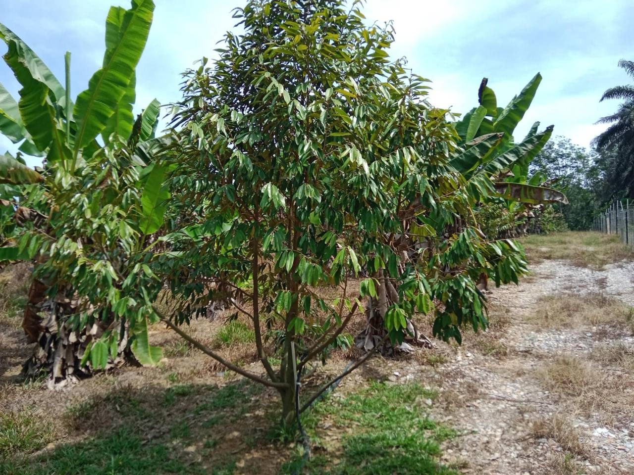 š³ TANAH KEBUN DURIAN MUSANG KING & DURI HITAM | KG JELU, RAUB, PAHANG š³