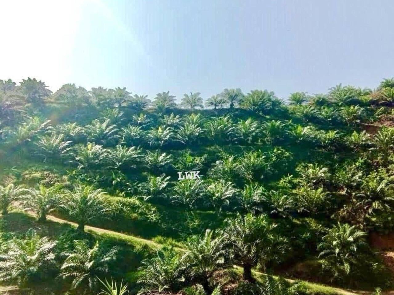 Tanah Pertanian 400 Ekar Ulu Nenggiri Gua Musang Kelantan