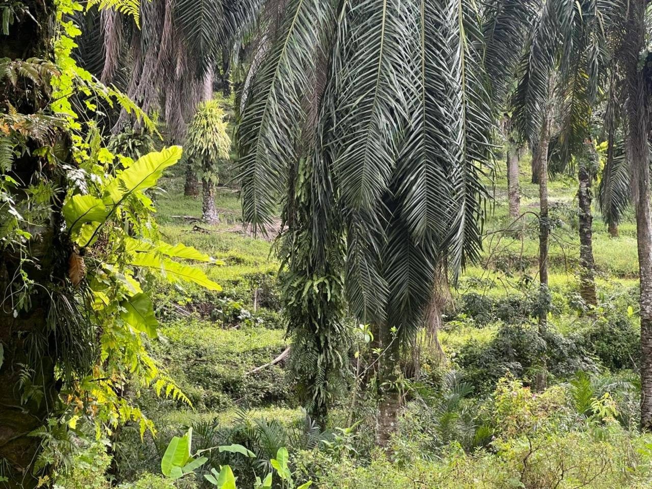 šæ Tanah Pertanian & Potensi Industri 7 Ekar ā Kuang, Selangor