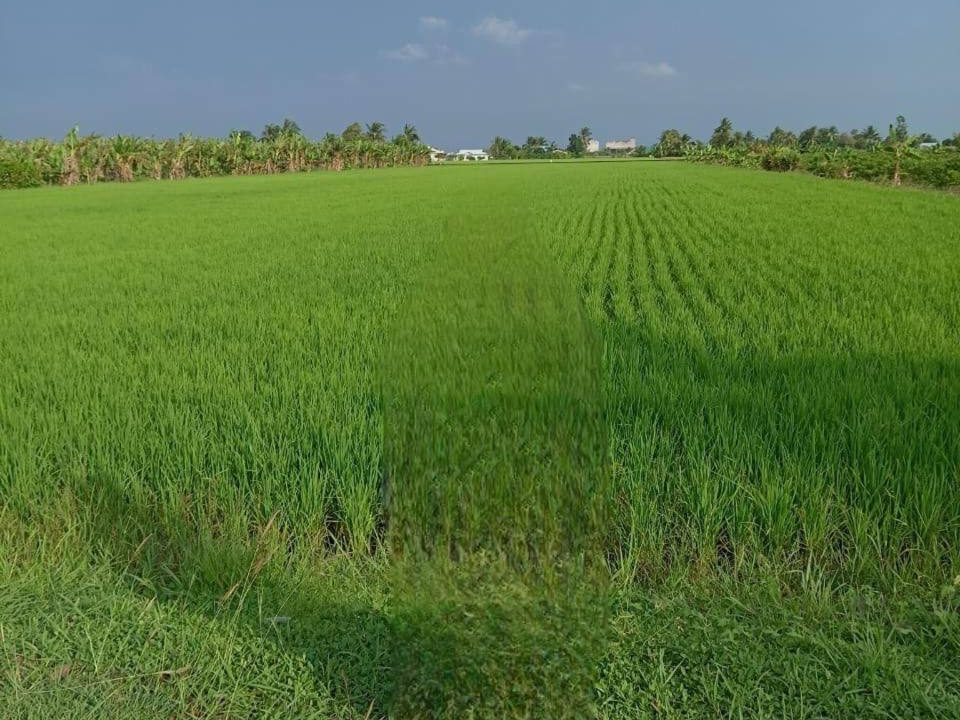 Tanah Sawah 2.5 Ekar Pasir Panjang Sekinchan Sabak Bernam Selangor