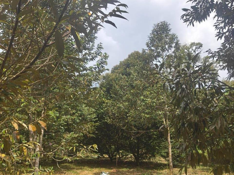 Tanah Dan Dusun Durian Kampung Kalumpang Hulu Selangor 1.6 Ekar Freehold