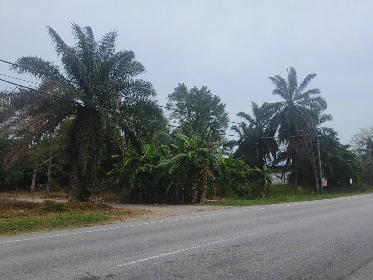 Tanah Pertanian 3.11 Ekar Jalan Banting Kuala Langat Selangor Freehold Facing Main Road Near WCE SKVE KESAS Highway