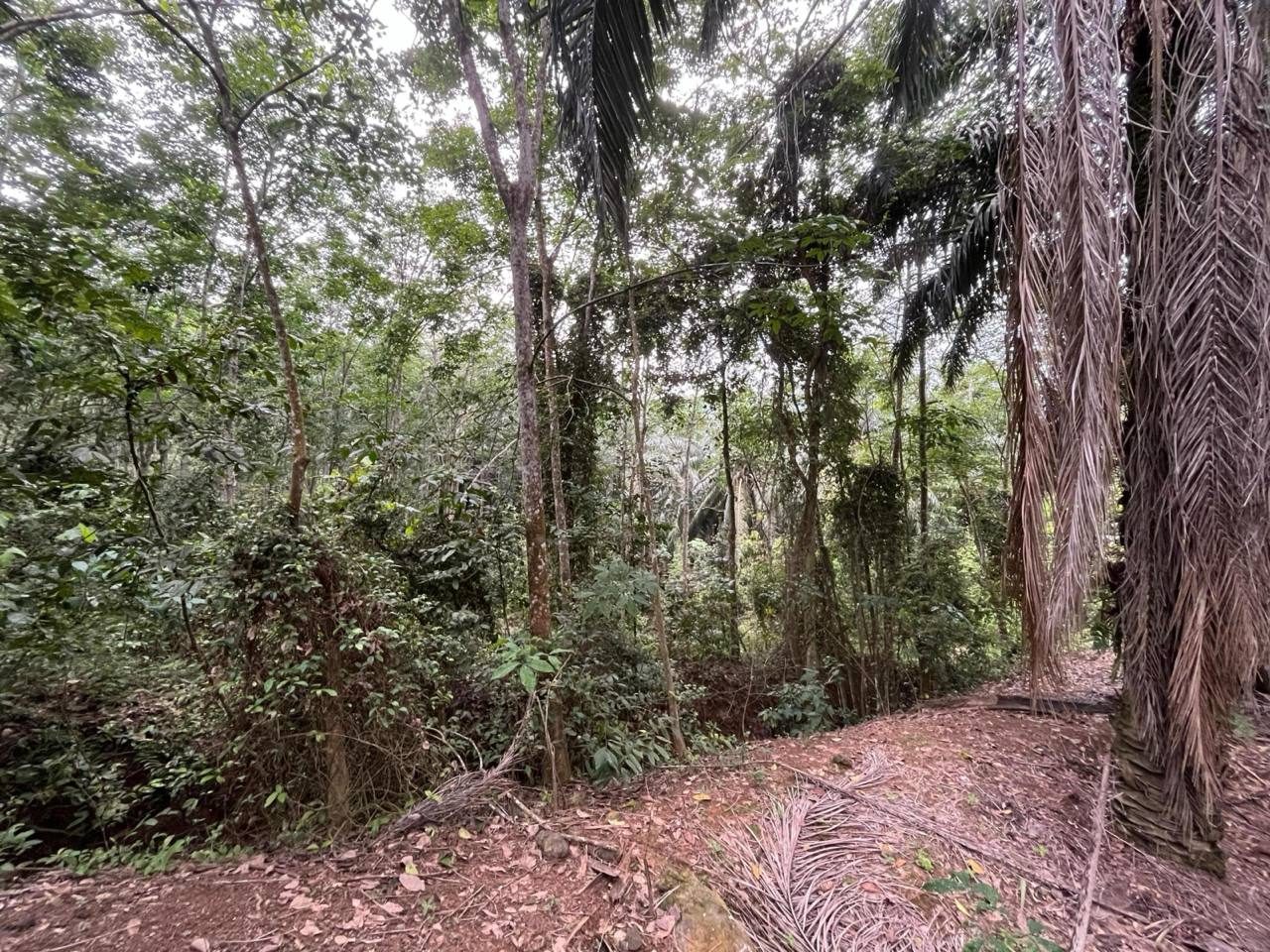 Tanah Kelapa Sawit 4.17 Ekar Bukit Senggeh Selandar Jasin Melaka Near UTeM Ayer Keroh Access