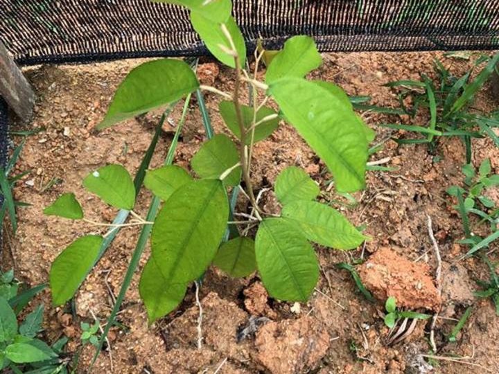 Kebun Durian 4.43 Ekar Ayer Paabas Alor G4jah Melaka 240 Pokok Durian Geran Putih Akses Jalan