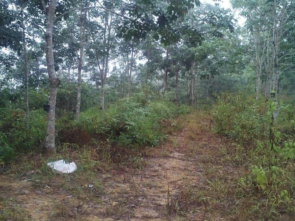 šæ Tanah Pertanian/ Rubber Plantation @ Budu, Benta Kuala Lipis (Freehold ⢠16.13 Acre)