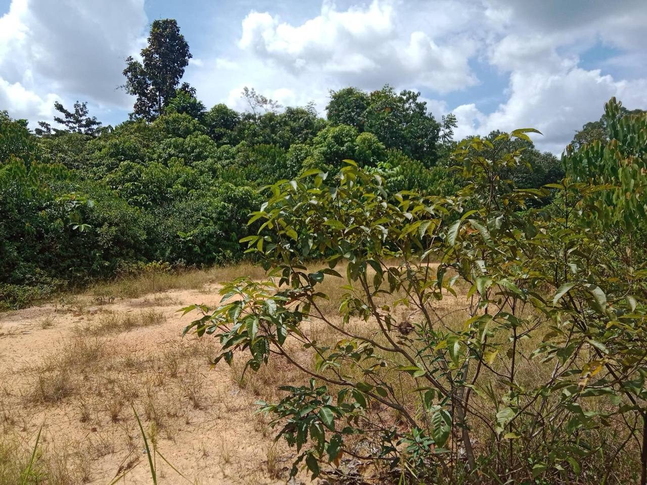 š¾ TANAH PERTANIAN DI KG KEMAHANG HILIR, LIPIS