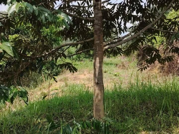 Tanah 3.85 Ekar Kuala Pilah Kg Sungai Dua Besar Dusun Durian Freehold