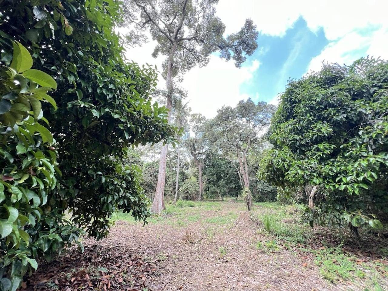 Tanah Dusun 2.43 Ekar Muar Tepi Jalan Besar Freehold Zon Perumahan