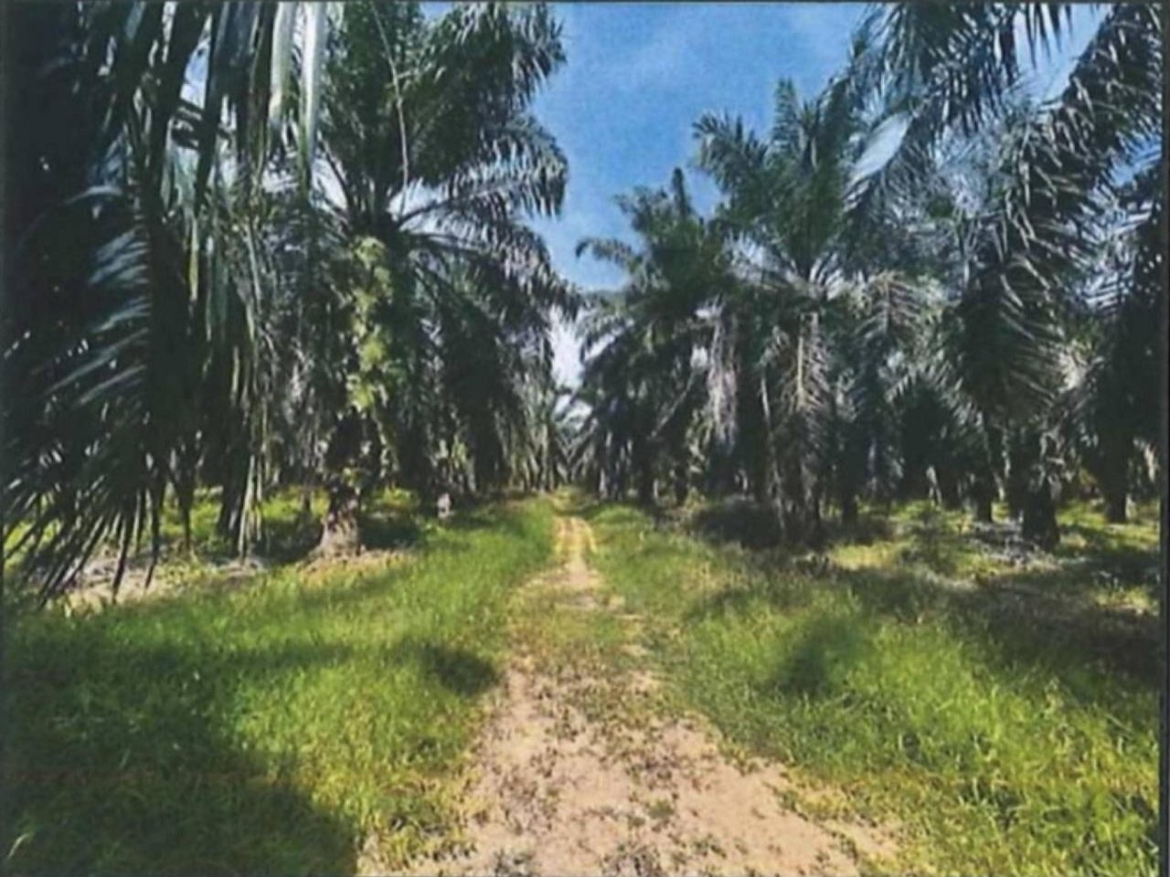 Tanah Pertanian 2.65 Ekar Jalan Bagan Lama Batu Pahat Johor Freehold